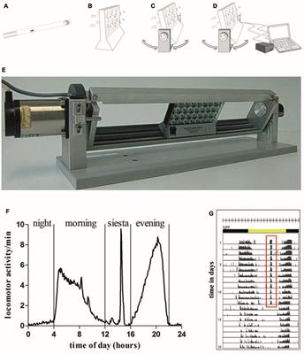 Swing Boat: Inducing and Recording Locomotor Activity in a Drosophila melanogaster Model of Alzheimer’s Disease